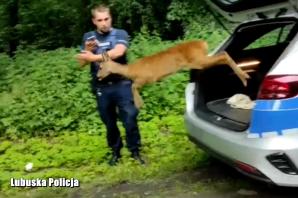 [VIDEO] Sarna utknęła w ogrodzeniu. Dzięki policjantom odzyskała wolność i wróciła do lasu